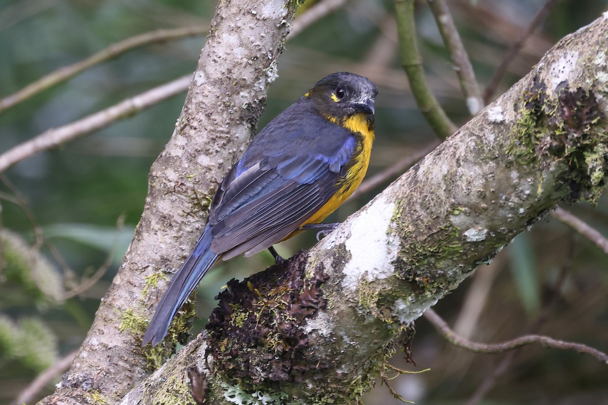Lacrimose Mountain Tanager - Manuel Roncal