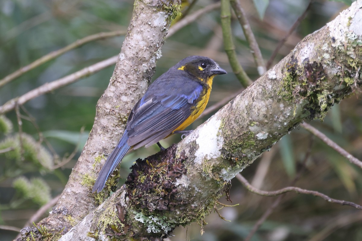 Lacrimose Mountain Tanager - Manuel Roncal