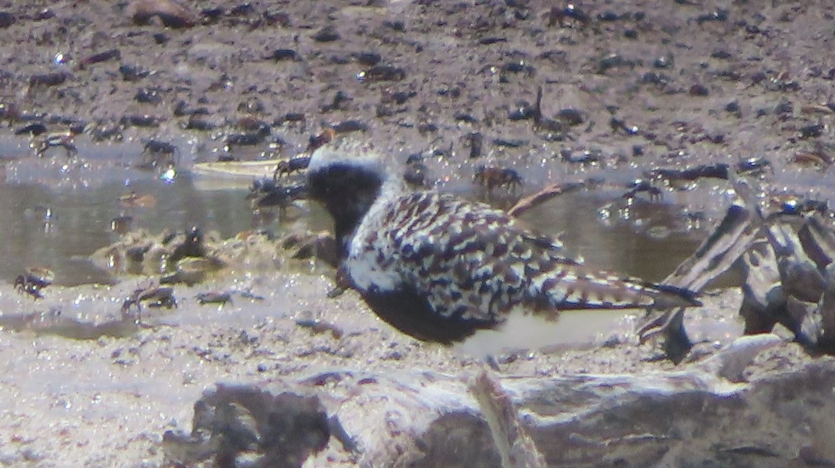 Black-bellied Plover - Gregory Allen