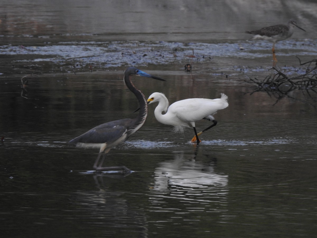 Snowy Egret - ML618946295