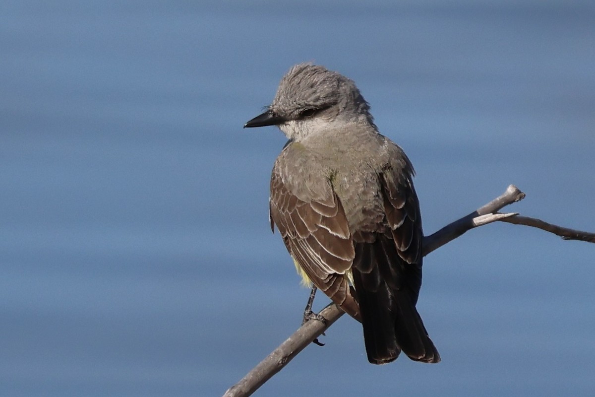 Western Kingbird - Gil Ewing