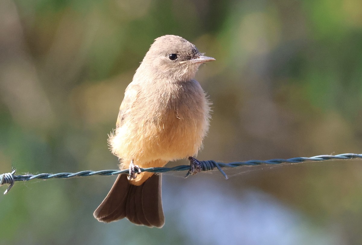 Say's Phoebe - Gil Ewing