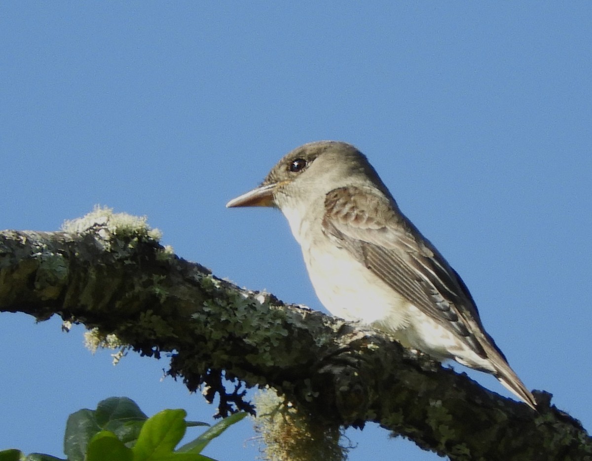 Western Wood-Pewee - Ross Lockwood