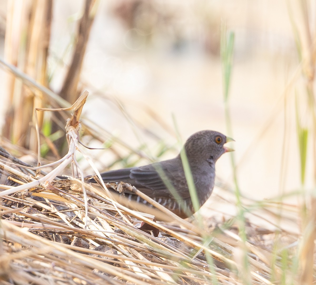 Quailfinch (Black-faced) - ML618946306