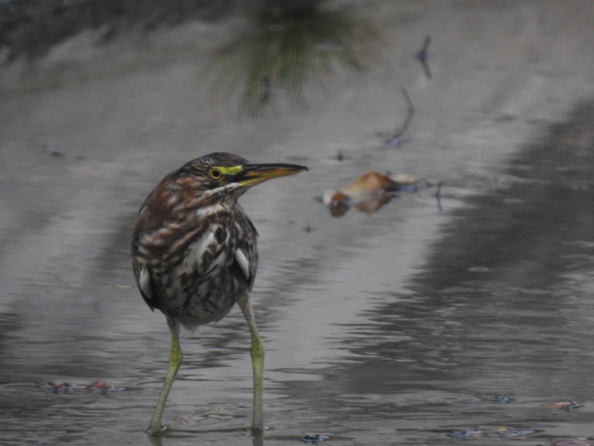 Green Heron - ML618946333