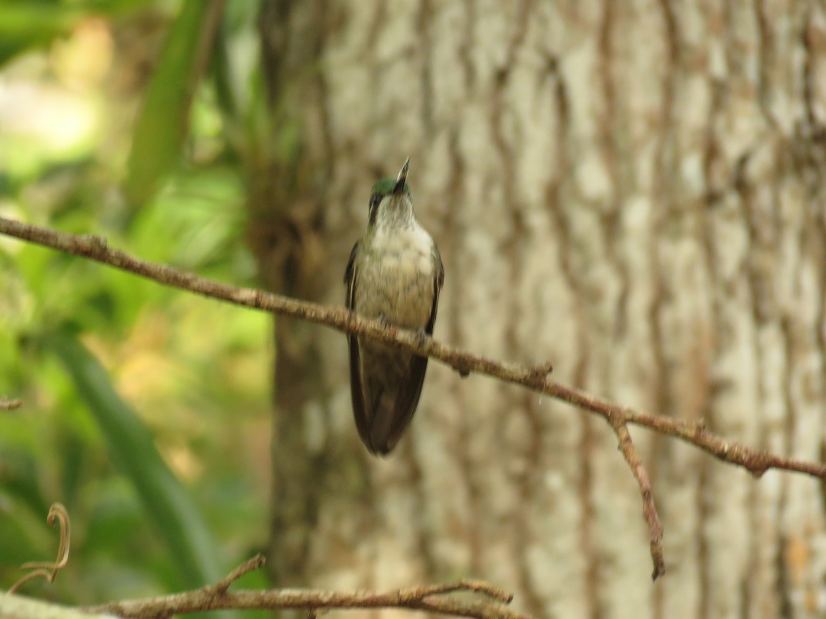 kolibřík salvadorský - ML618946335