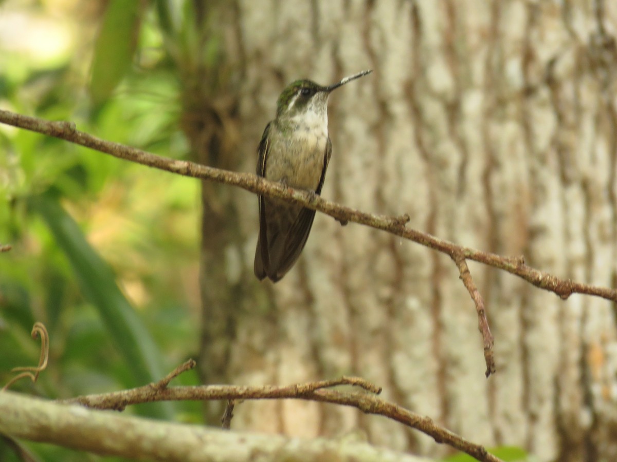 kolibřík salvadorský - ML618946337