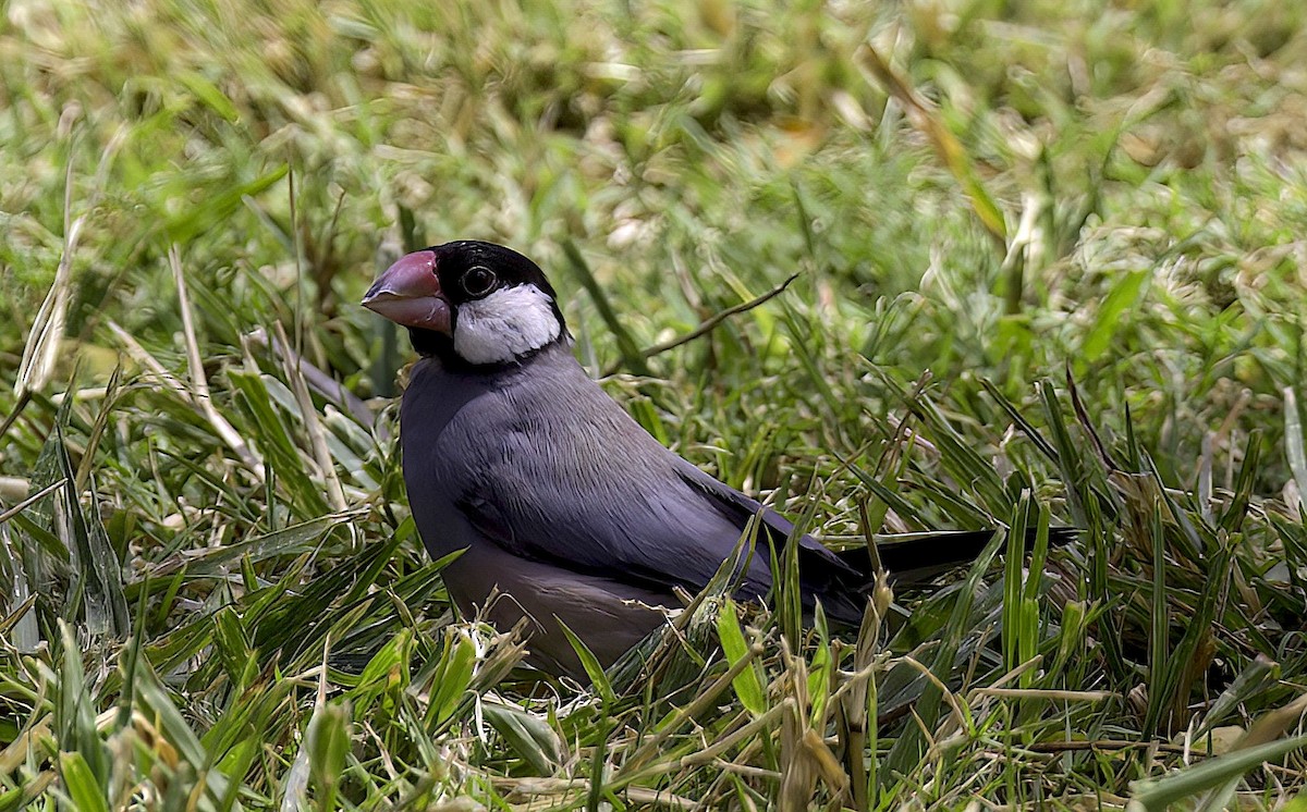 Java Sparrow - Mandy Talpas -Hawaii Bird Tours