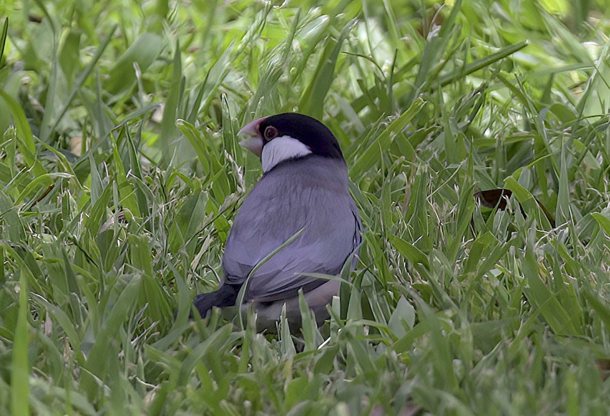 Java Sparrow - Mandy Talpas -Hawaii Bird Tours