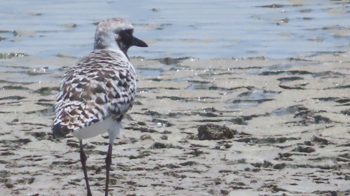 Black-bellied Plover - Gregory Allen