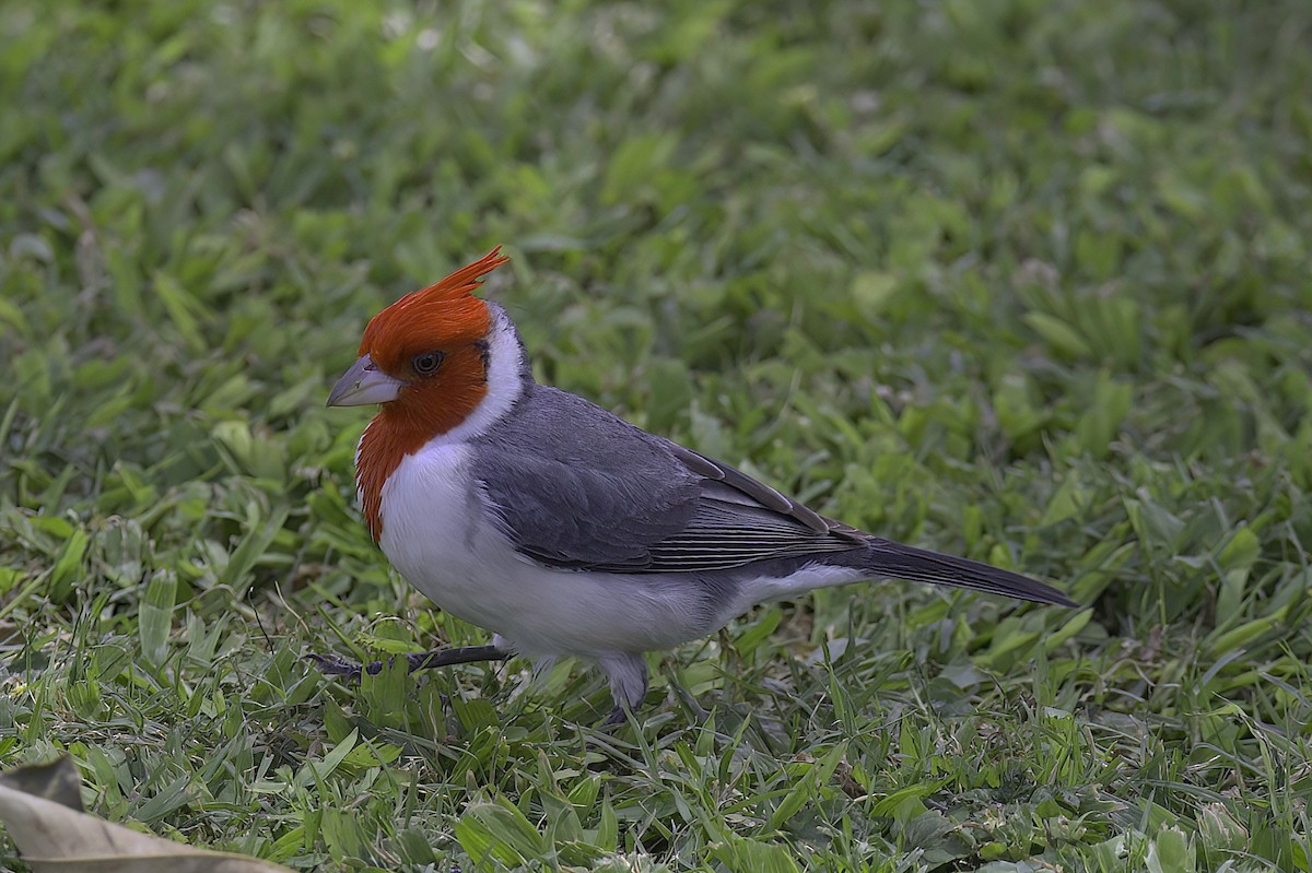Red-crested Cardinal - Mandy Talpas -Hawaii Bird Tours