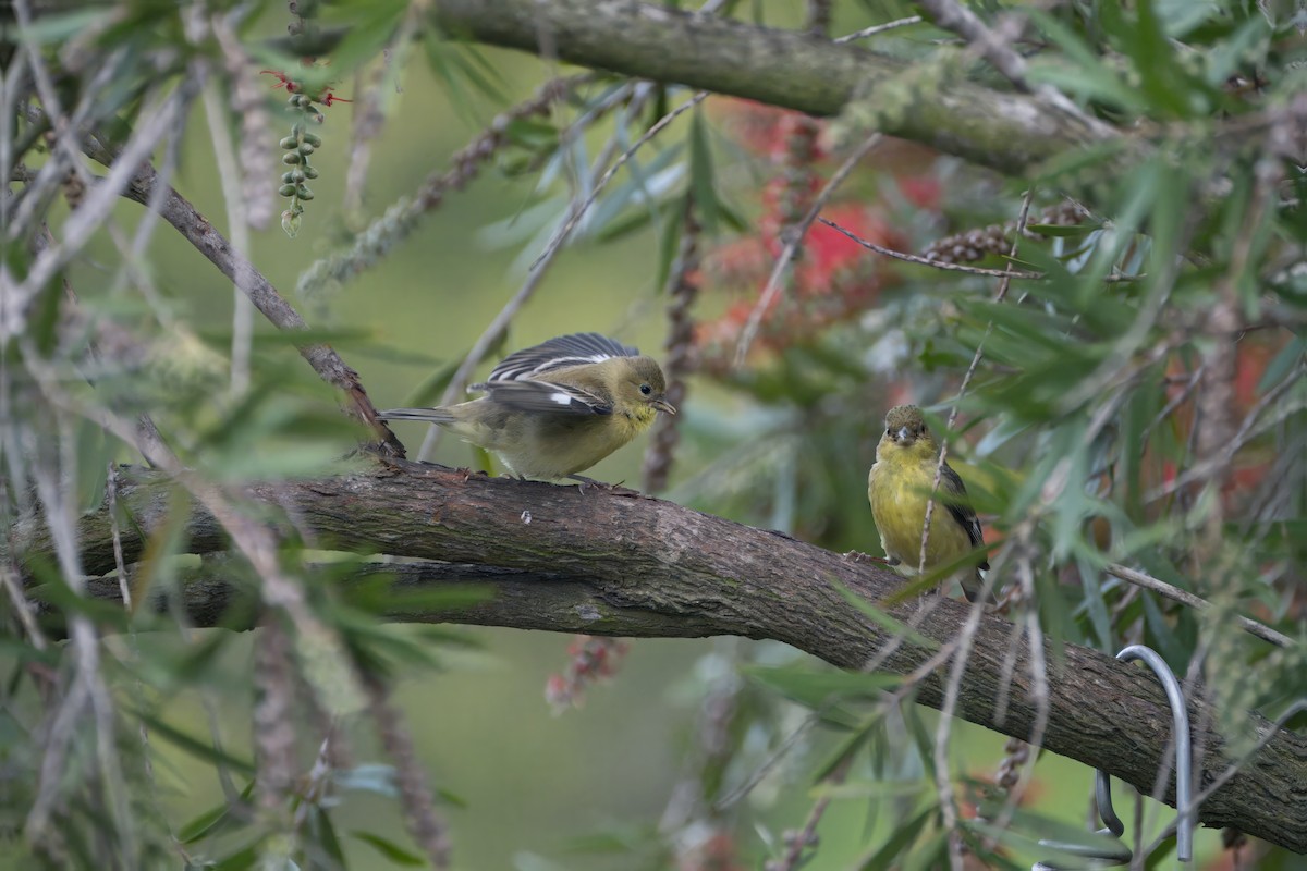 Lesser Goldfinch - Alexander Yan