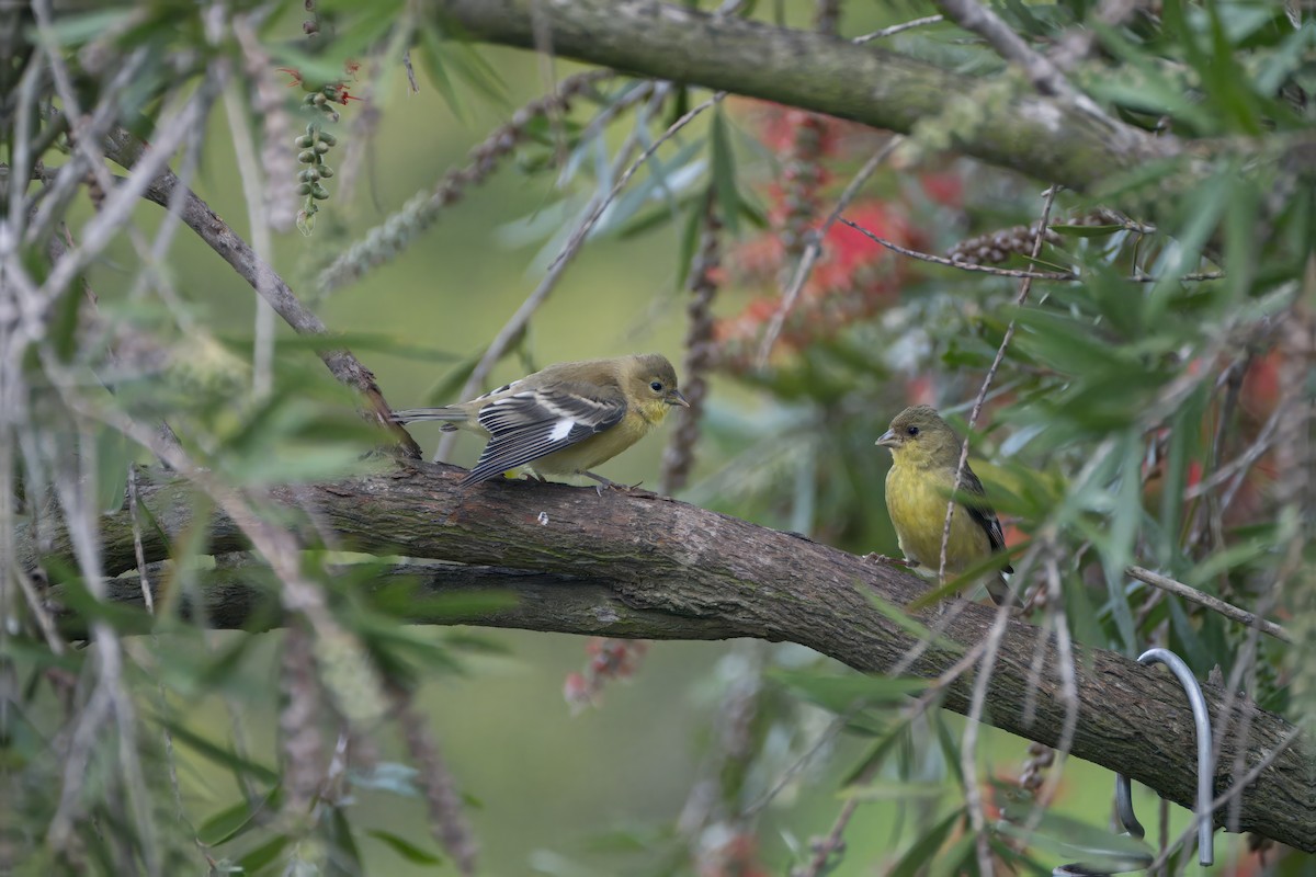 Lesser Goldfinch - Alexander Yan