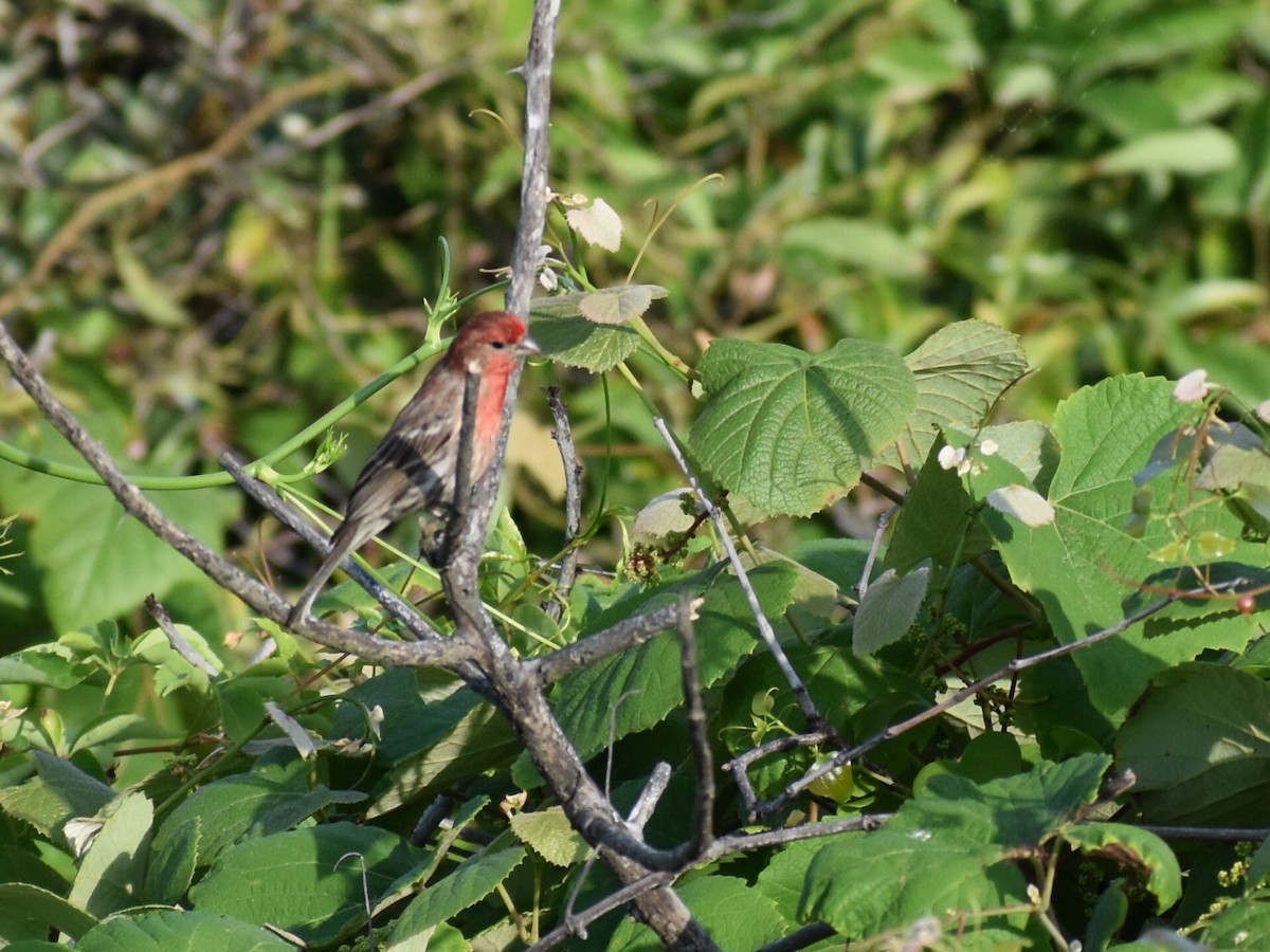 House Finch - Linda Wynott