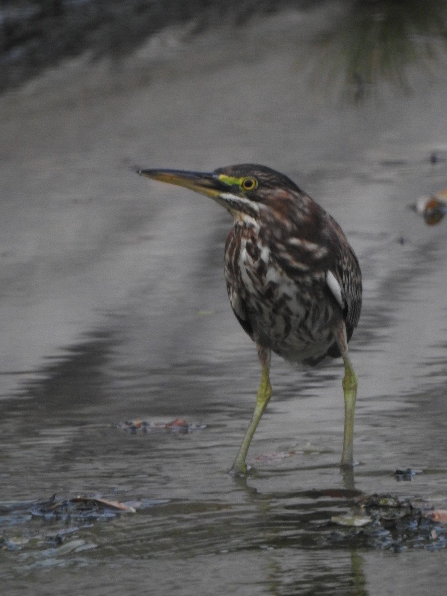 Green Heron - ML618946354