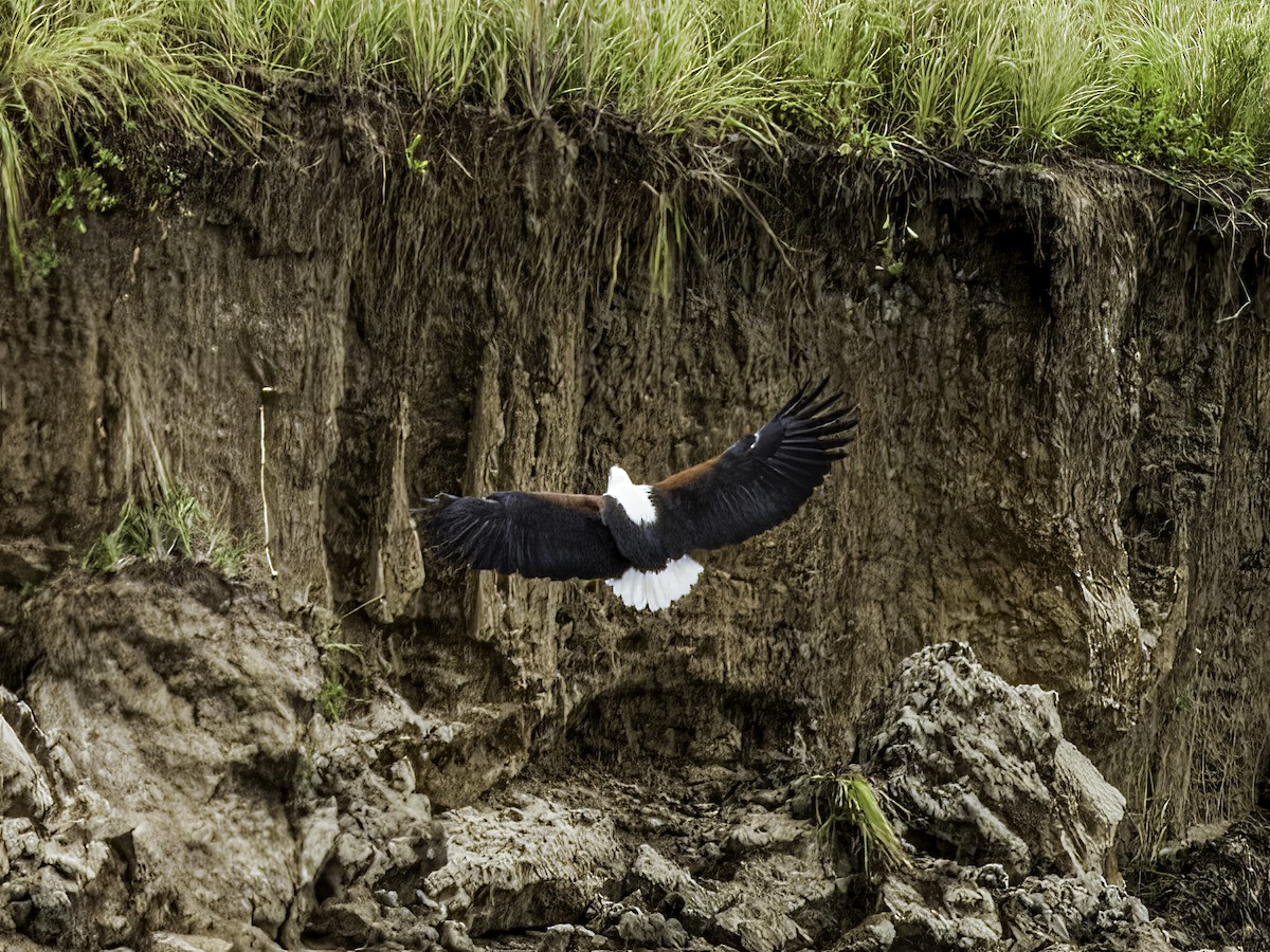 African Fish-Eagle - ML618946361