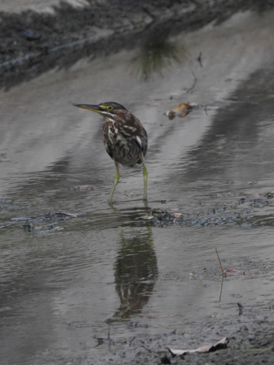 Green Heron - Esther Faria