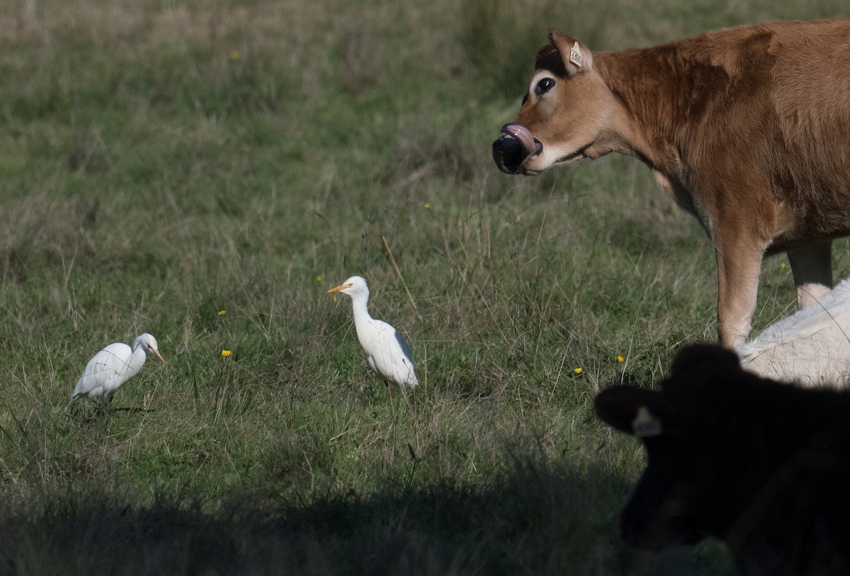 Eastern Cattle Egret - John Daniels