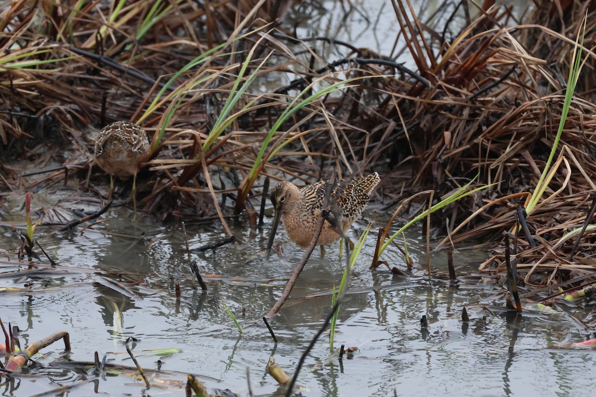 Long-billed Dowitcher - Lynn Aleshire