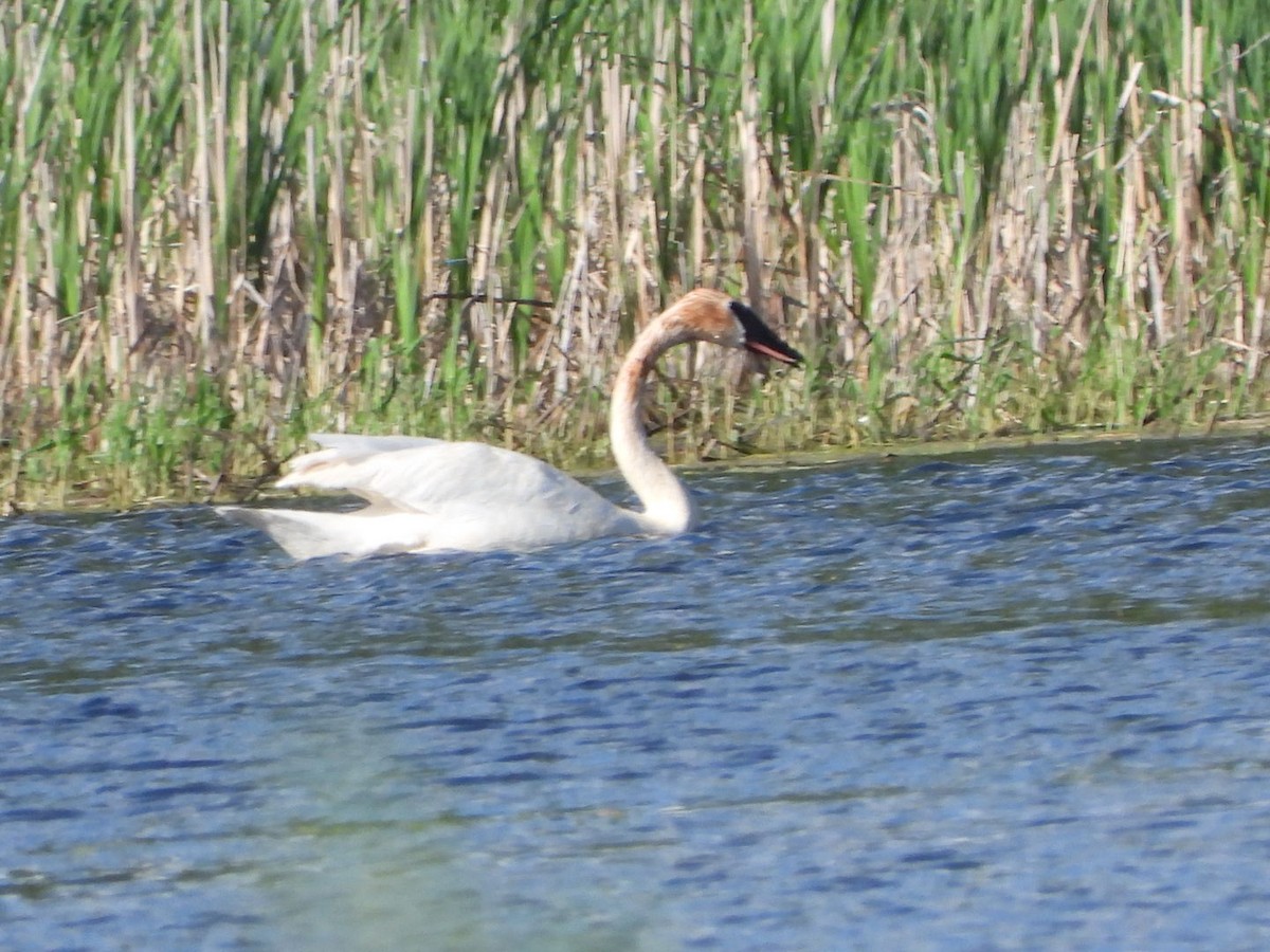 Trumpeter Swan - Lori Connell