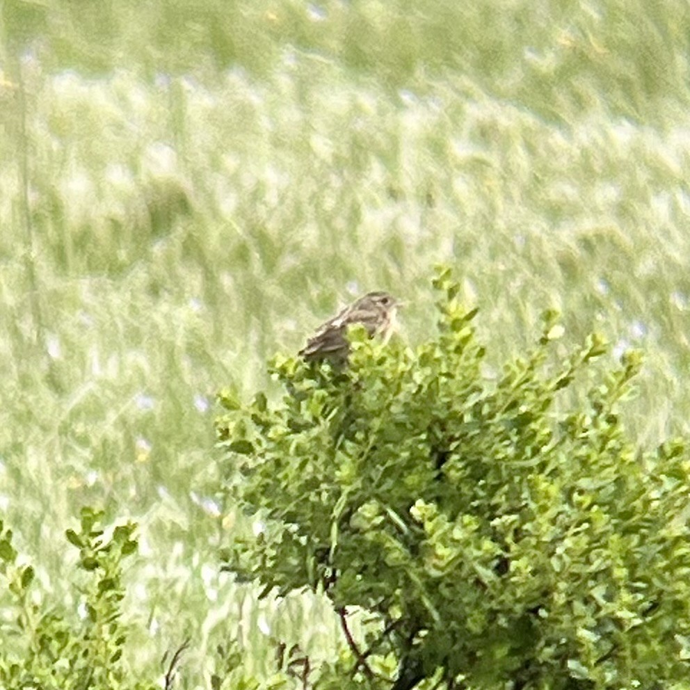 Grasshopper Sparrow - ML618946378