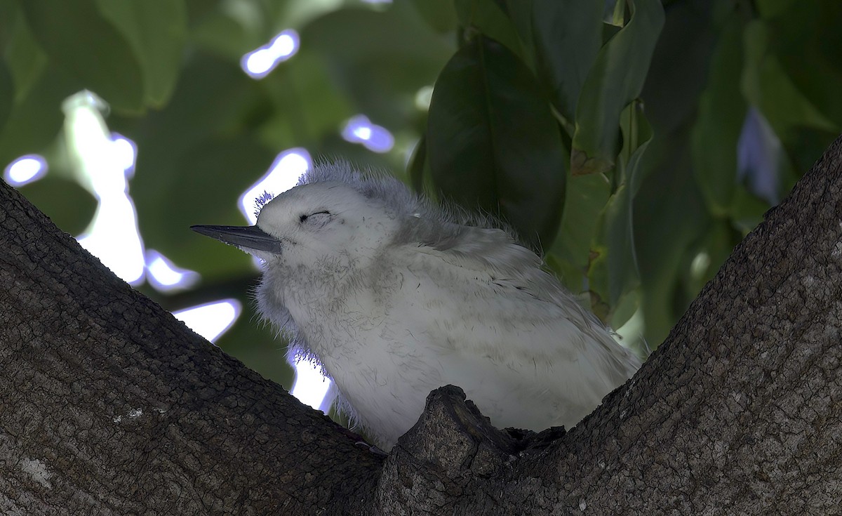 White Tern (Pacific) - Mandy Talpas -Hawaii Bird Tours