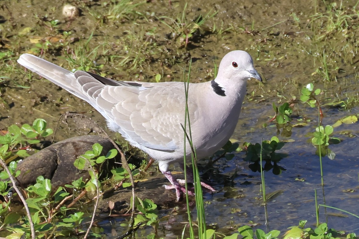 Eurasian Collared-Dove - Gil Ewing