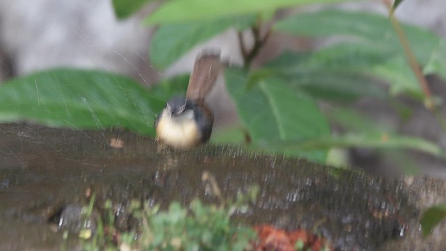 Ashy Prinia - ML618946400