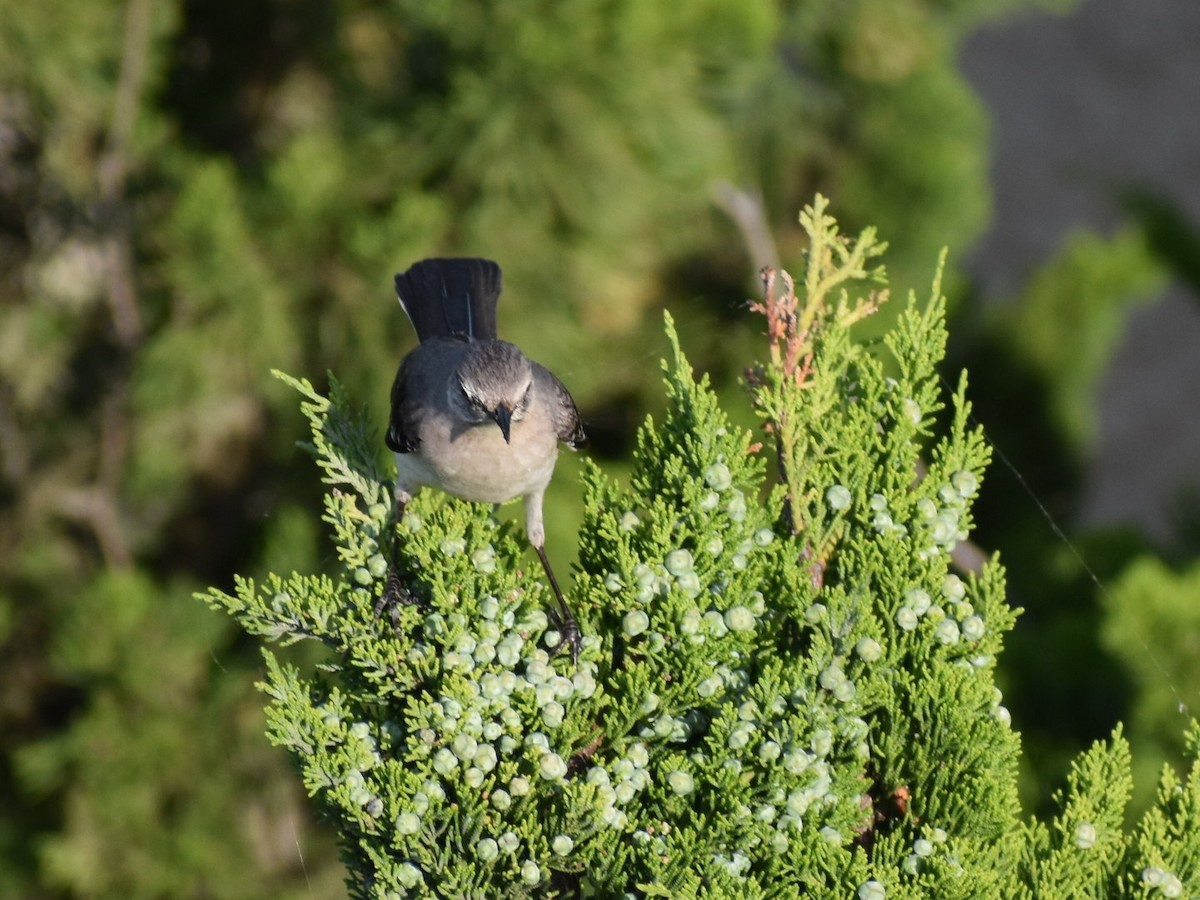 Northern Mockingbird - Linda Wynott