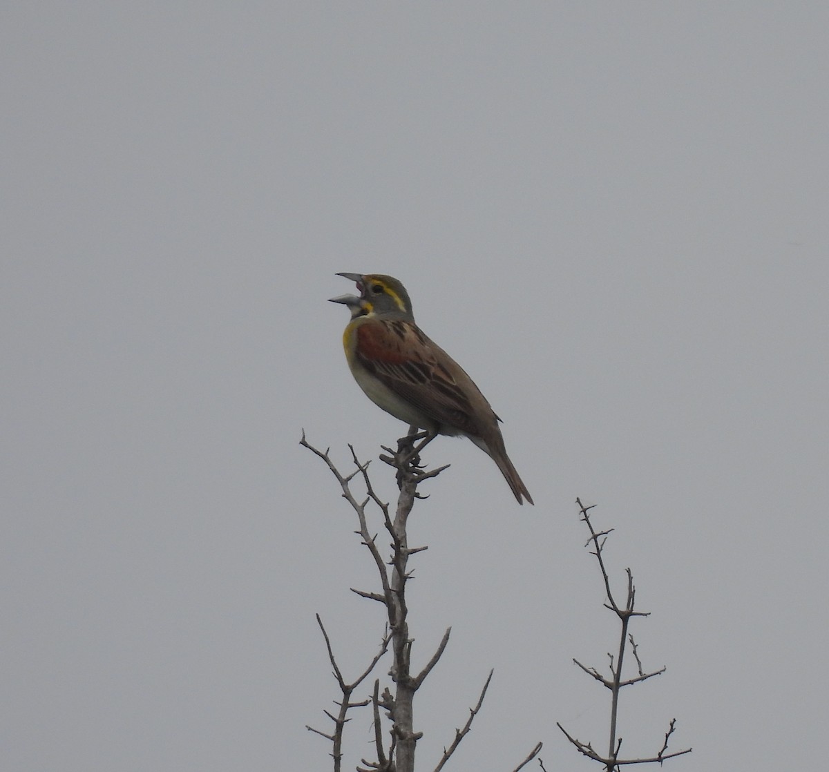 Dickcissel - ML618946412