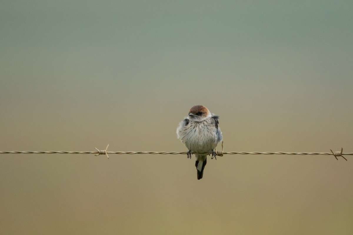 Golondrina Cabecirrufa - ML618946420