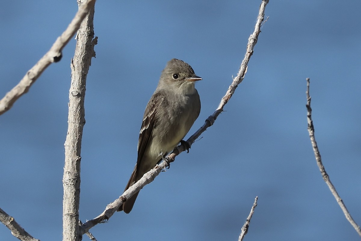 Western Wood-Pewee - Gil Ewing