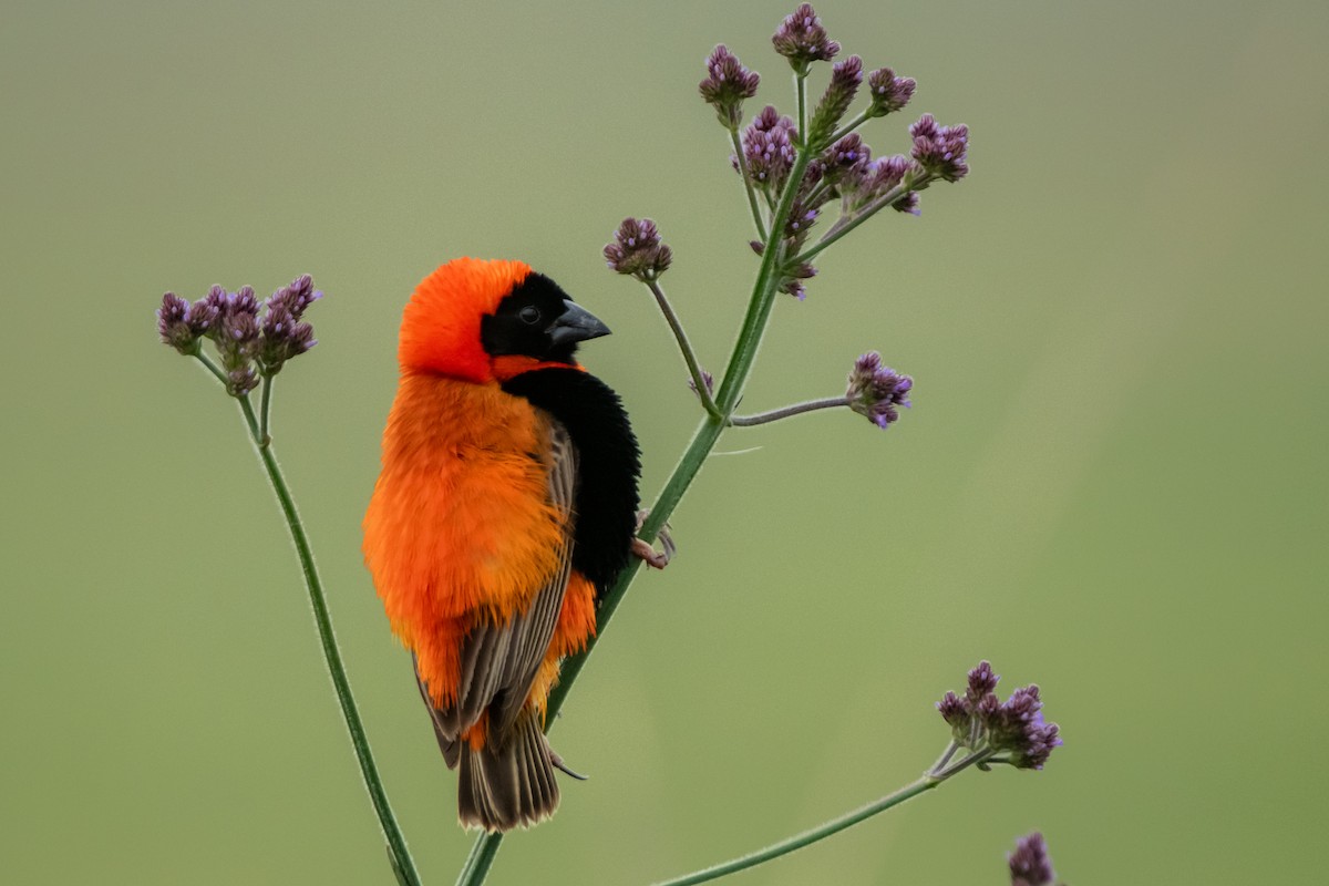 Southern Red Bishop - Dominic More O’Ferrall