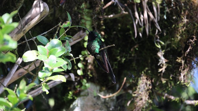 Colibrí Violeta - ML618946432