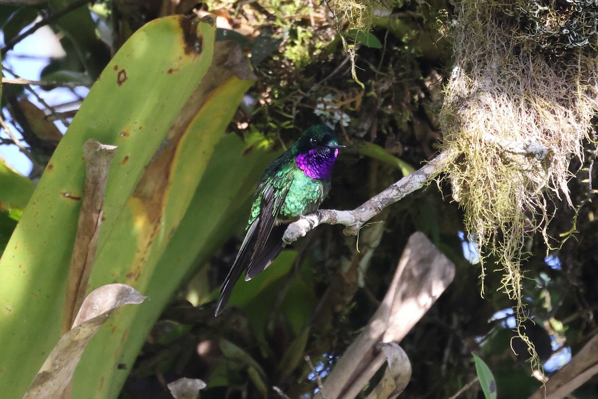 Colibrí Violeta - ML618946441