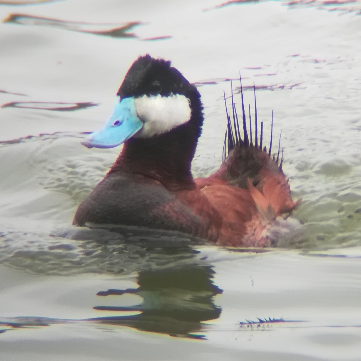 Ruddy Duck - Anonymous