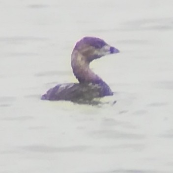 Pied-billed Grebe - Anonymous