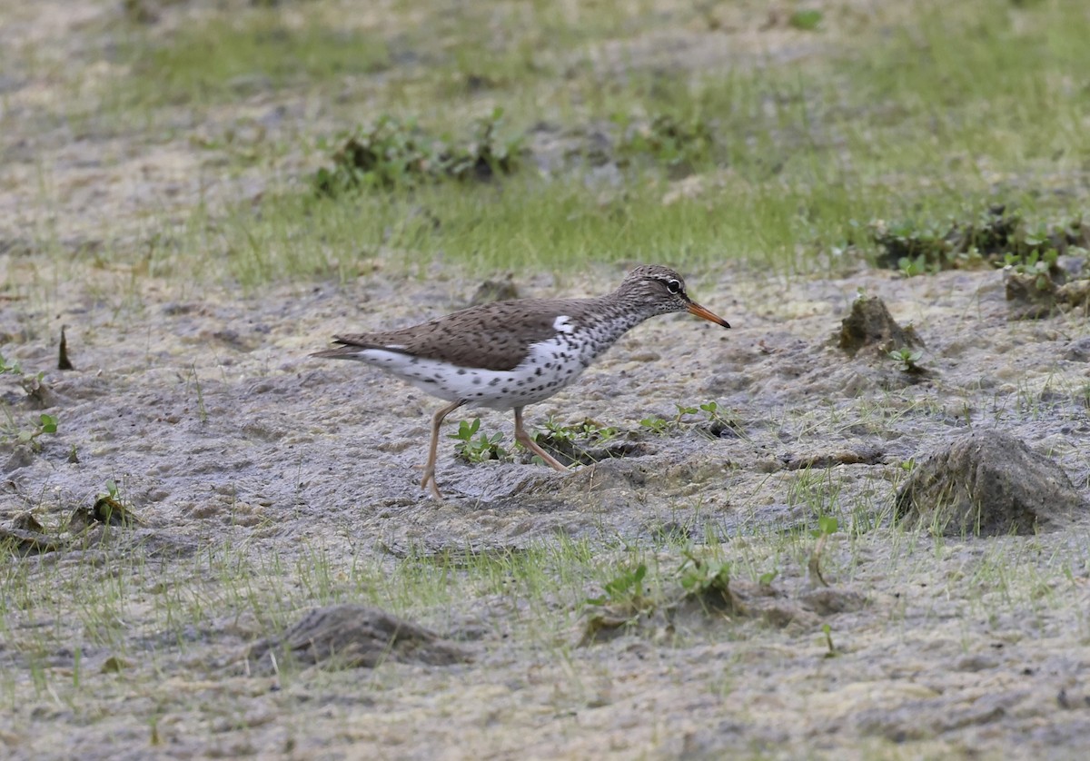 Spotted Sandpiper - Michael Pazzani