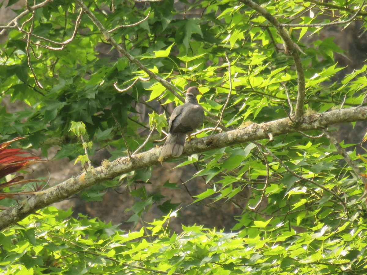 Pigeon à queue barrée - ML618946464