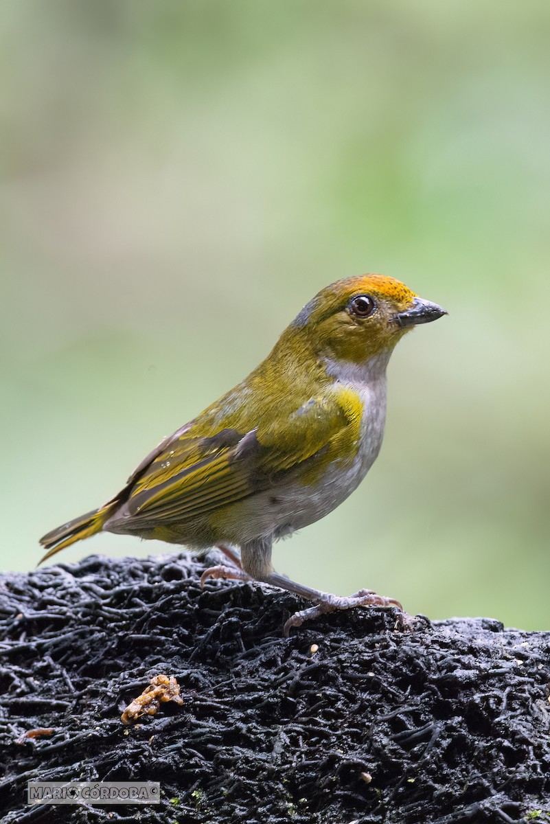 Tawny-capped Euphonia - Mario Córdoba H.