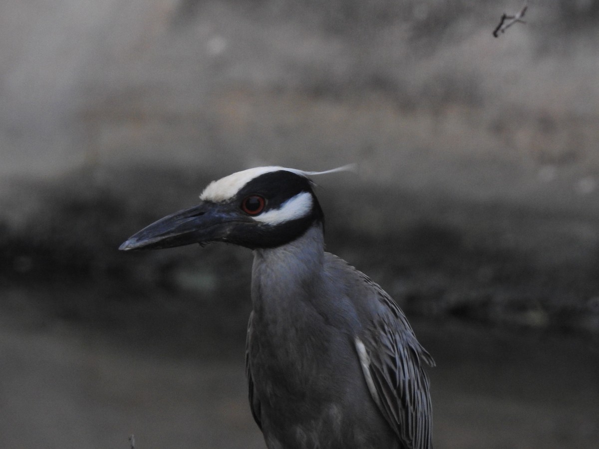 Yellow-crowned Night Heron - Esther Faria