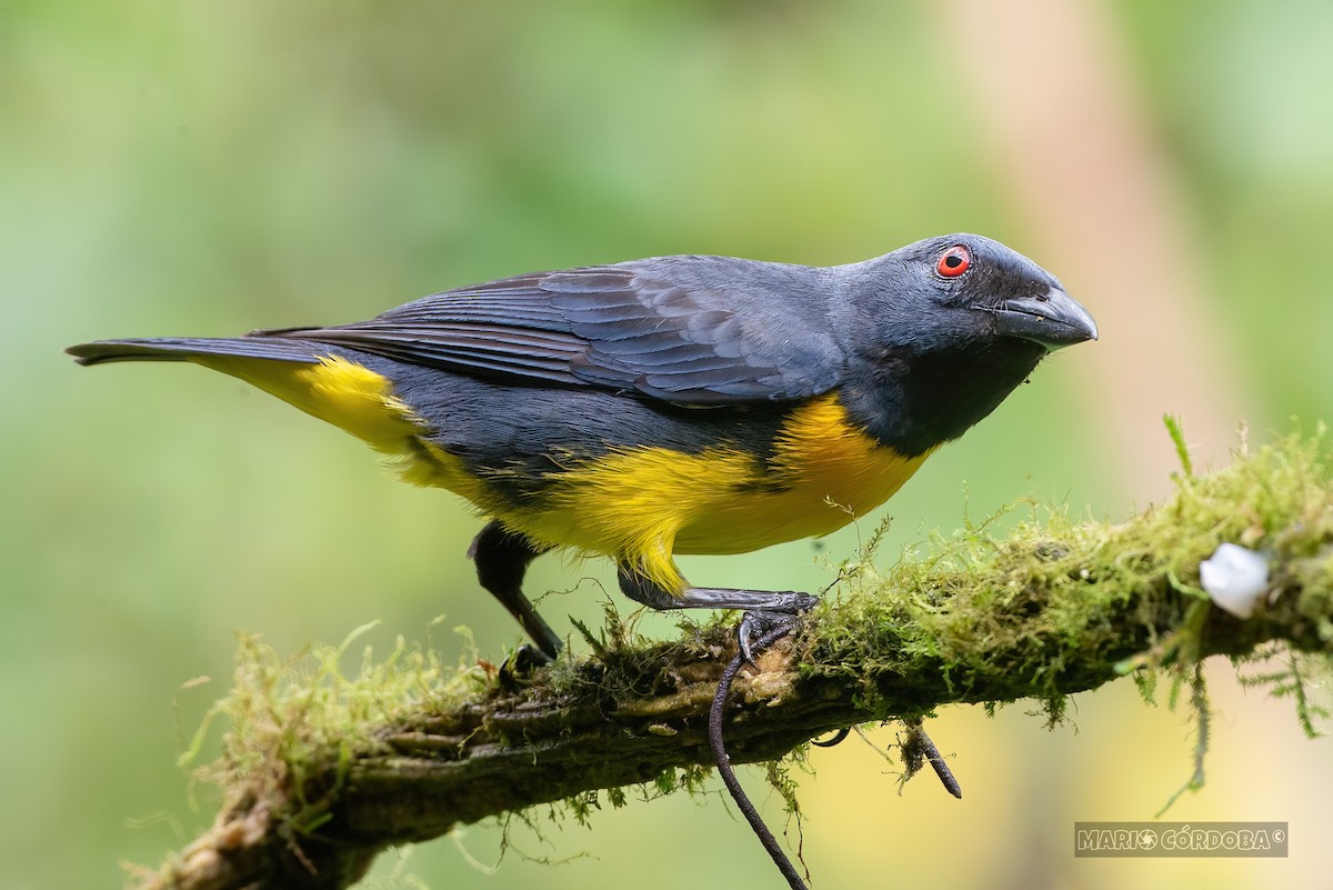 Blue-and-gold Tanager - ML618946487