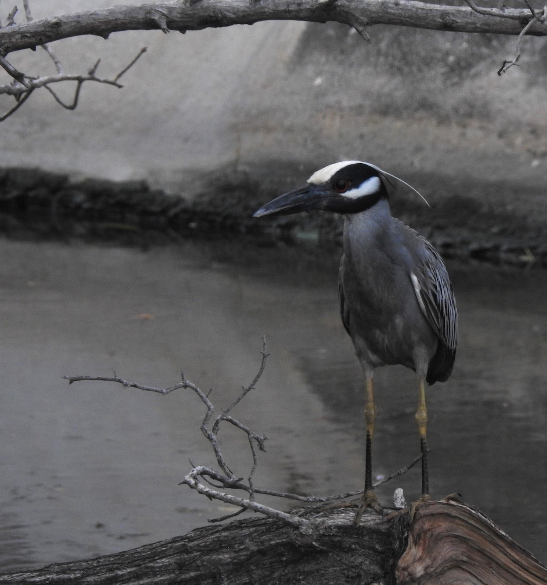 Yellow-crowned Night Heron - ML618946493