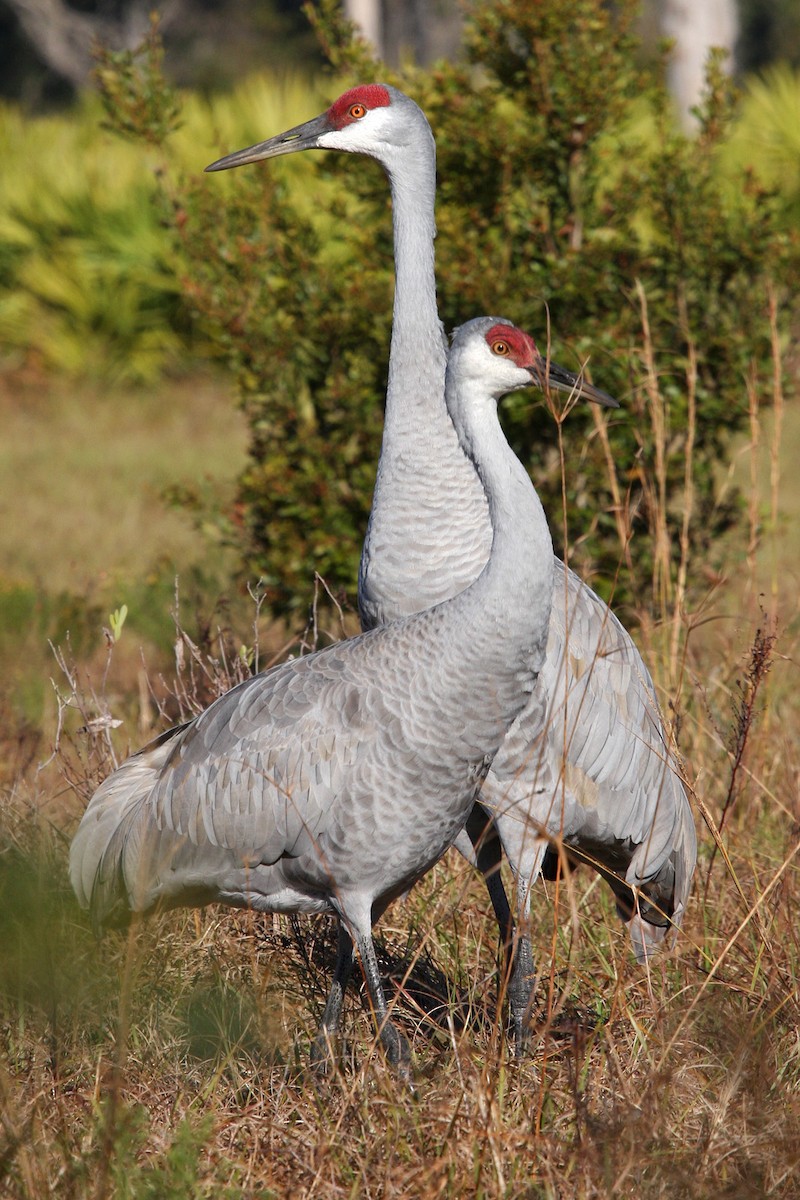 Sandhill Crane - William Clark