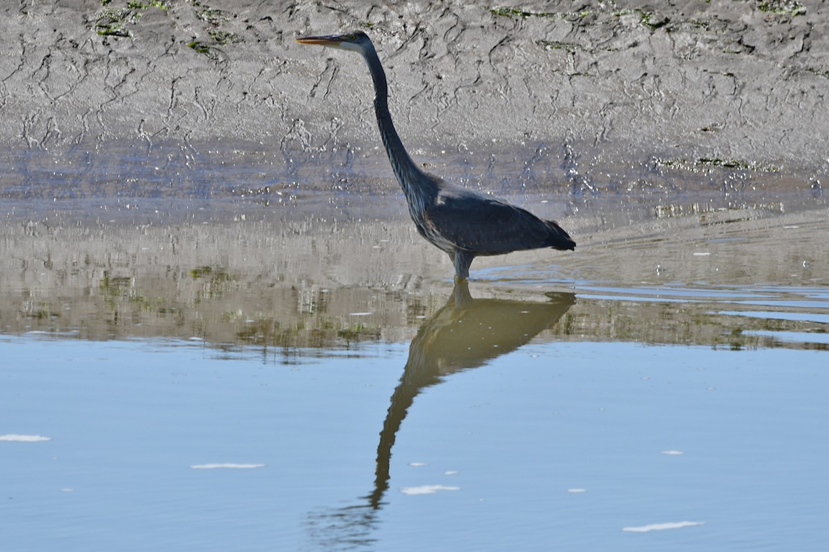 Great Blue Heron - Steve Hawes