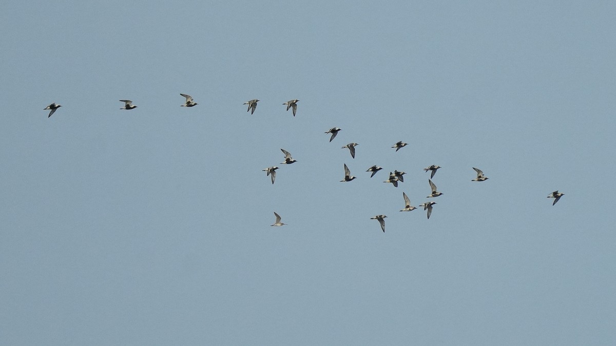 Black-bellied Plover - Brendan Murtha