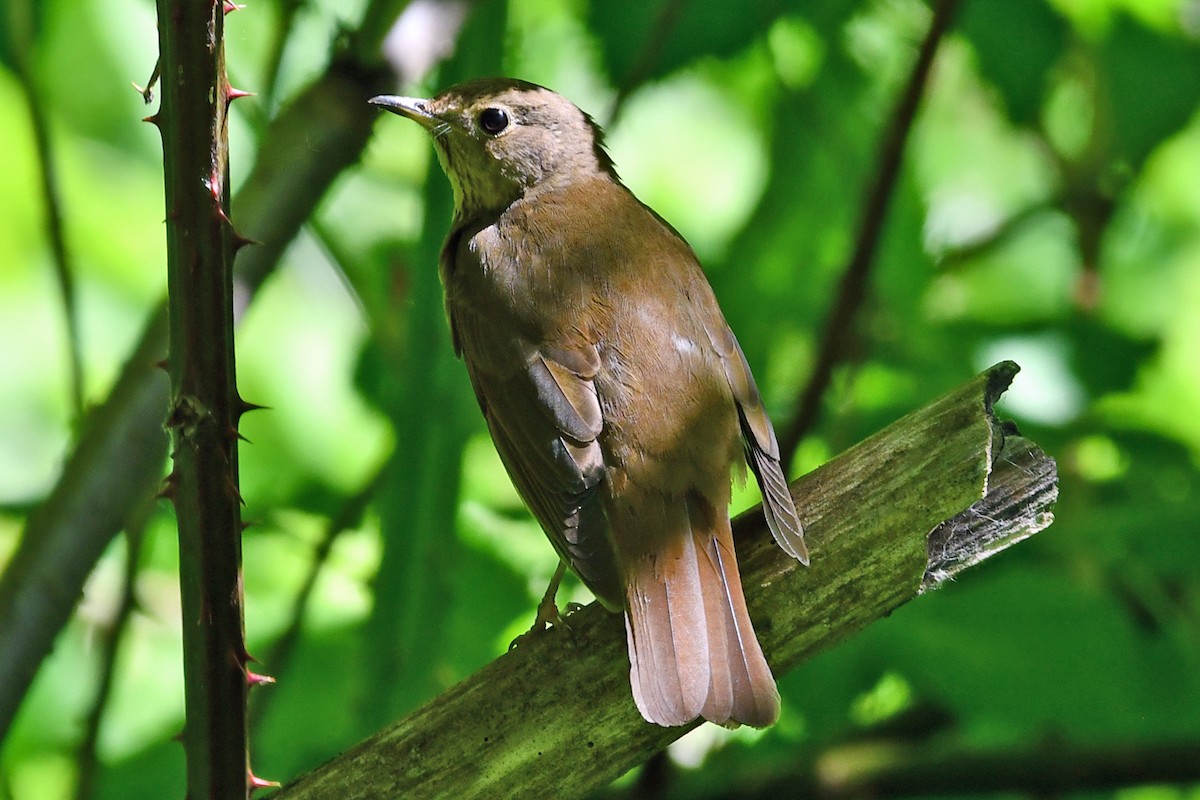 Swainson's Thrush - Steve Hawes