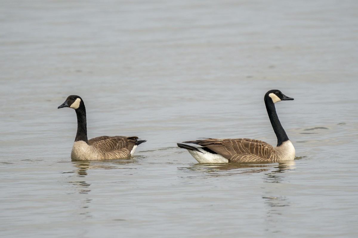 Canada Goose - ML618946537