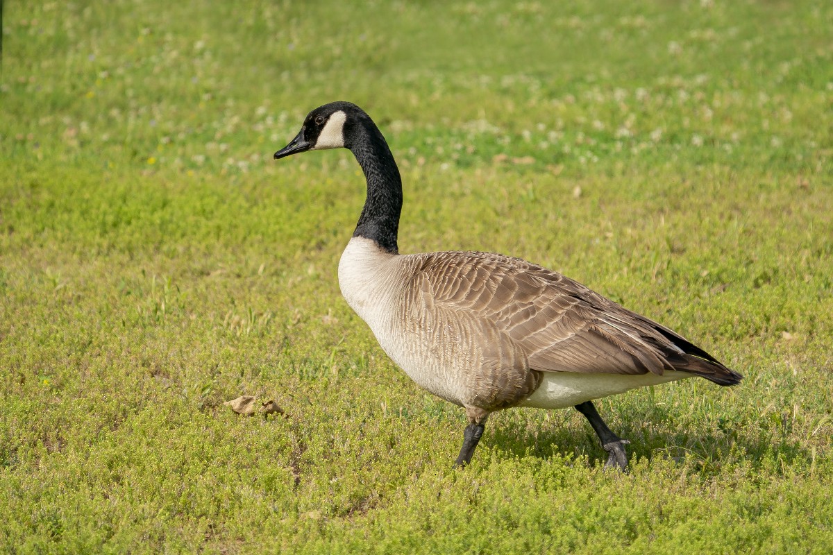 Canada Goose - ML618946538