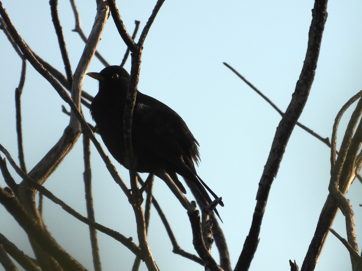 Eurasian Blackbird - Joanne Thompson